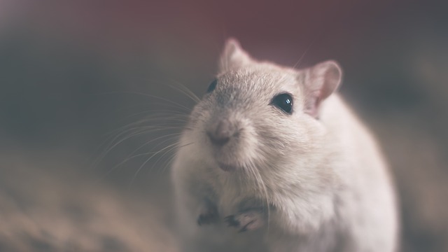 tikus putih